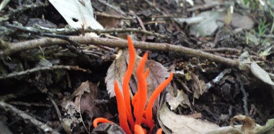 En tehlikeli 7 zehirli mantar türü