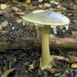 7-zehirli-koy-gocuren-mantari-amanita-phalloides