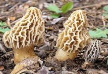 Kuzu mantarı (Morchella conica) nedir ve özellikleri nelerdir?