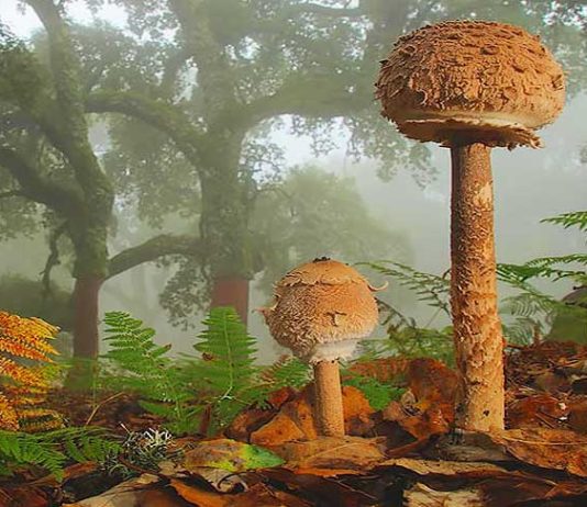 Mantar zehirlenmesinden korunma yöntemleri