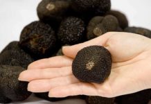 Türkiye’de trüf mantarı yetiştiriciliği