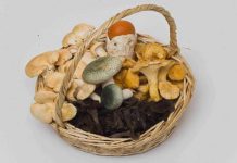 Yenebilen 10 zehirsiz mantar türü ruyada mantar gormek