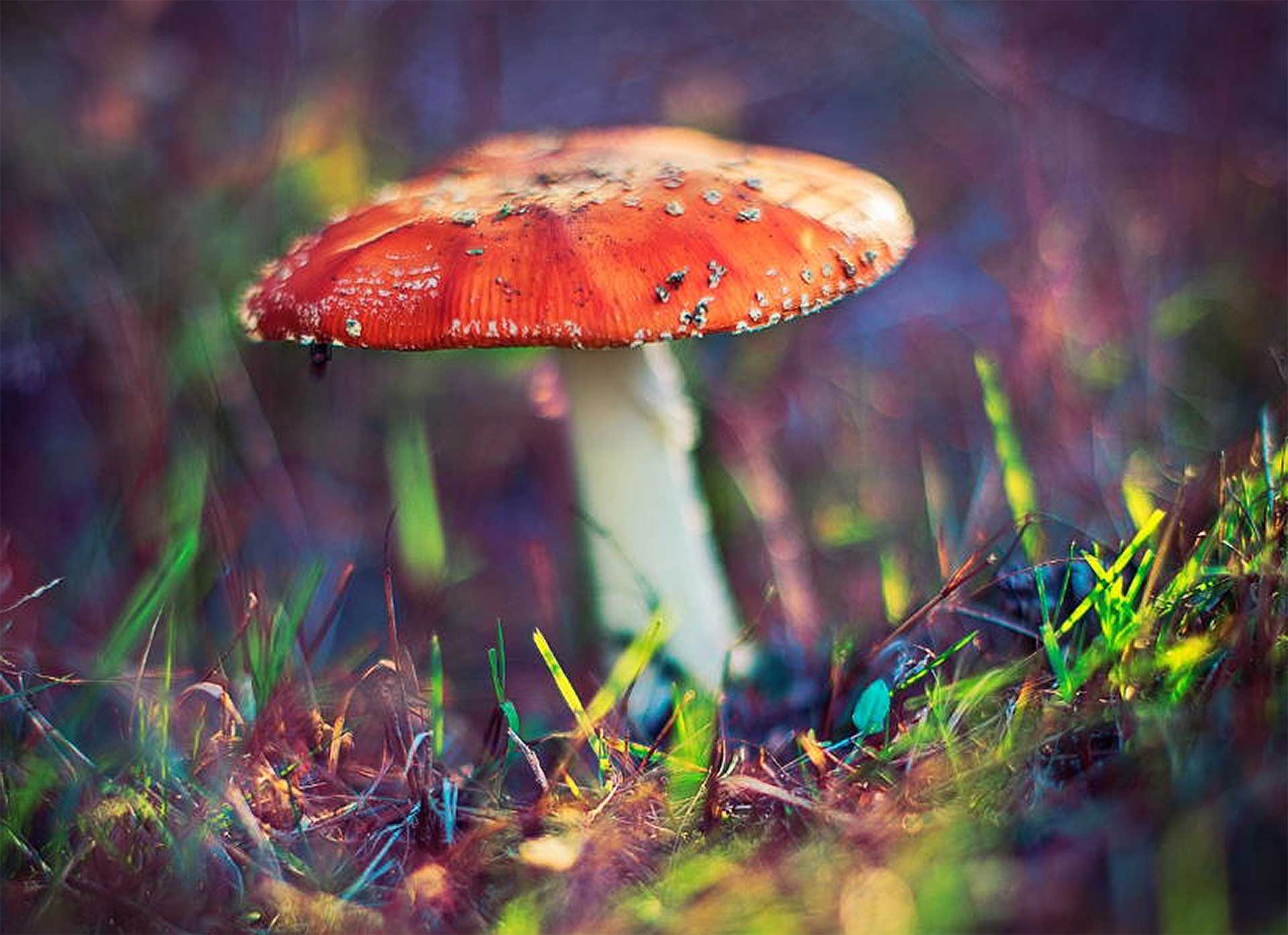 Mantar zehirlenmesinden korunma yöntemleri - Kayra Mantar