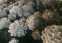 İstiridye mantarı alım satım yerleri – Toptan