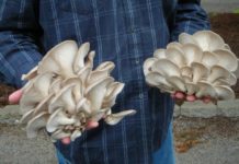 İstiridye mantarı alım satım yapan kişiler – İstanbul