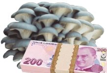 İstiridye mantarı (Kayın mantarı) devlet desteği hibe yardım 2017