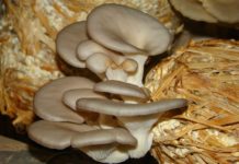 Mantar yetiştiriciliğinde dikkat edilmesi gerekenler