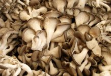 Mantar yetiştirenlerin yaşadığı sorunlar ve çözümleri