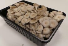 Mantarhane kurulumu ve maliyeti