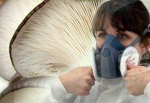 İstiridye (Kayın) mantarı üreticilerinin mantar sporları astım – bronşit tehlikesi mantarhane maskesi ve filtresi 3m polen spor