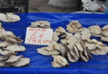 İstanbul’dan istiridye mantarı alım satım yapanlar burada