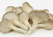 İstiridye (kayın) mantarı nasıl yetiştirilir? ruyada-beyaz-mantar-gormek