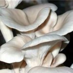 istiridye mantarinin faydalari kompost