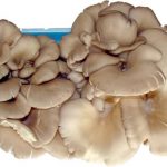 istiridye mantarinin faydalari nelerdir