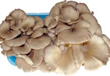 İstiridye mantarının faydaları ve besin değerleri