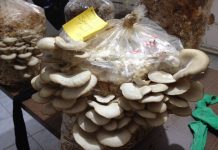 Spor üretmeyen istiridye tohumu