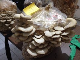 Spor üretmeyen istiridye tohumu